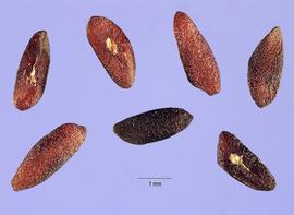   Seeds:   Plantago rugelii ; Photo by S. Hurst, USDA-NRCS Plants Database
